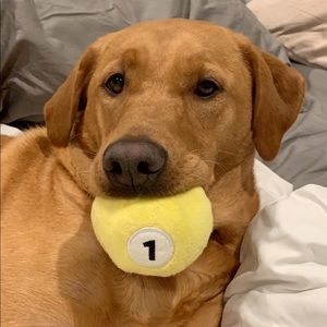 Meet your Posher, Julia